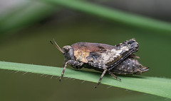 Grasshoppers & Crickets (Orthoptera/Saltatoria)