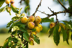 Früchte - Beeren - Obst 2019