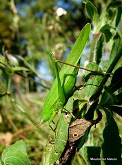 1 - Crickets, Bush-crickets