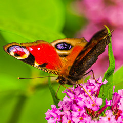 Butterflies, Bees and Other Insects