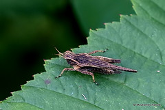 2 - Grasshoppers, Groundhoppers