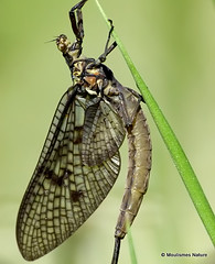 3 - Mayflies > Bugs > Ascalaphidae > Alder Fly