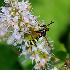 5 - True Flies (Diptera) II, Scorpionflies, Caddisflies