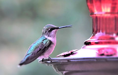My hummingbirds