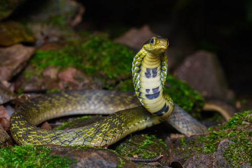 Pseudoxenodon macrops, Large-eyed bamboo snake - Doi Phu Kha National Park