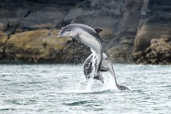 Dolphin Survey trip Aug 3rd 2019