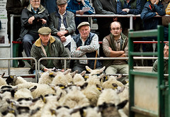 Hawes Auction Mart, Sale of Store Lambs, August 2019