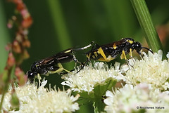 9 - Parasitic wasps > Ants