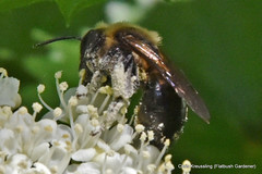 Andrena vicina, neighborly mining bee