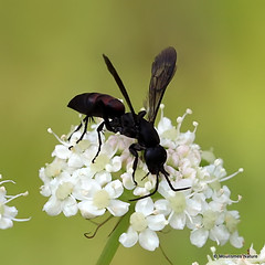 10 - Wasps