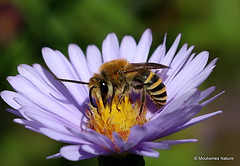 11 - Bees; Colletes to Anthidium