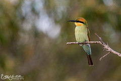 Meropidae (Bee-eaters)