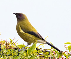 Bellbird NZ  'Korimako'
