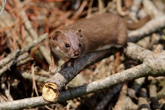 Belette d'Europe - Least weasel (Mustela nivalis)