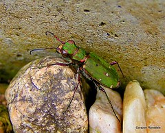 14 - Beetles