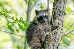 MAMMALS - Common Raccoon