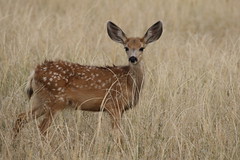 RMANWR Mule Deer Fawns 8/23/19