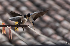 Swallows on my balcony