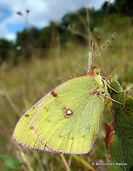 2 - Clouded Yellows > Peacock