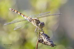 Libellen/Juffers - Dragonfly's