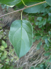 Rhamnaceae - Buckthorn family