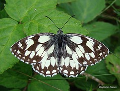 5 - Marbled White, Browns
