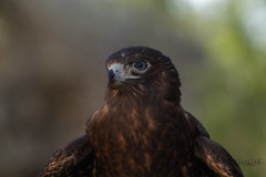 Melanistic Redtailed Hawk