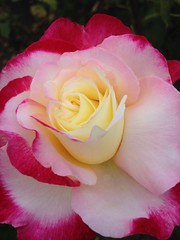 Double Delight (rose), Regent's park, London