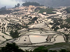 Yuanyang Rice Terraces, Yunnan