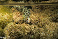 Muraenidae (Moray Eels)