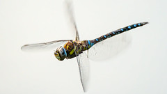 Dragonfly / Libellule