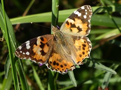 Belle Dame - Painted Lady