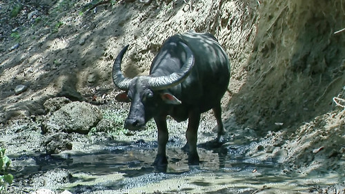 Indonesia – Rinca Island – Komodo National Park – Water Buffalo – 32
