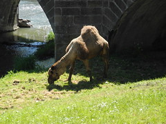 Camel grazing