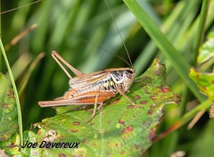 Grasshopper & crickets