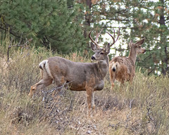 Mule Deer - Methow Valley