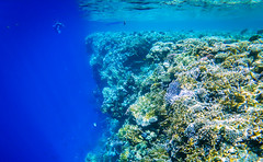 Red Sea, Egypt 