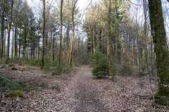 Forêt domaniale de Breuil-Chenue