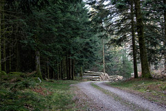 Forêt domaniale de Breuil-Chenue