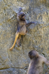 Mountain climber monkey