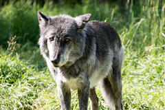 Yamnuska Wolfdog sanctuary