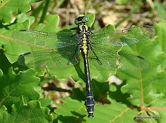 7 - Common Clubtail > Common Goldenring