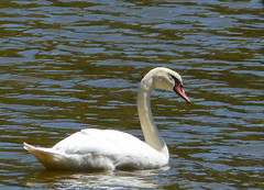 Ducks, Loons & a Swan