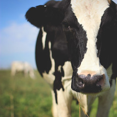 Organic Dairy Marketing Photos