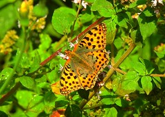 Butterflies in my garden - Schmetterlinge in meinem Garten