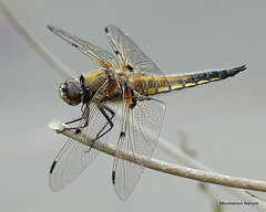 9 - Four-spotted Chaser > Southern Skimmer