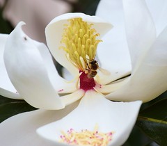 Revisiting The Magnolia Universe