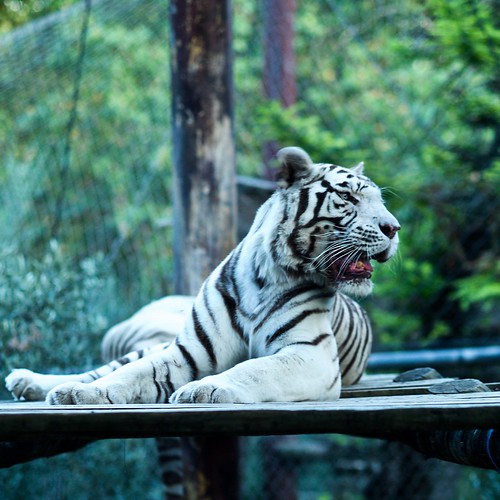 Captive White Tiger (2019)