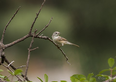 The western olivaceous warbler