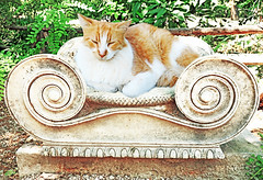 Cats of Greece!